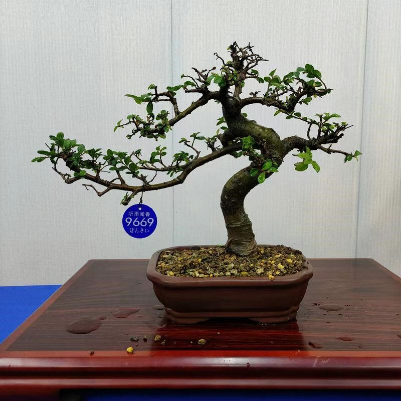 小叶榆树造型老桩盆景矮霸榔榆植物室内客厅办公室绿植阳台庭院