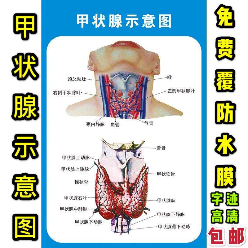 甲状腺示意图十二指肠胰肛肠肝胆脑痔疮医院人体器官解剖医学海报