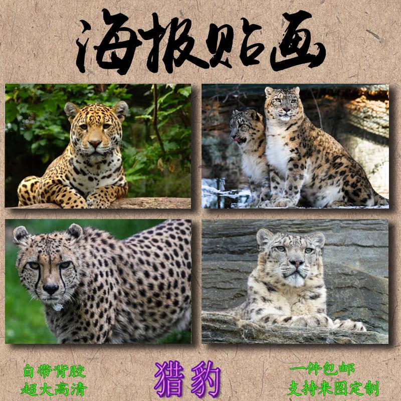 猎豹海报贴画装饰画壁画贴纸动物室内自粘防水高清来图定制免打孔图片
