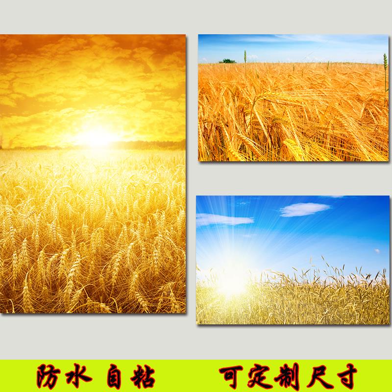 五谷丰登金色麦穗麦田自粘贴画招财玄关风水客厅房间壁画挂画定制