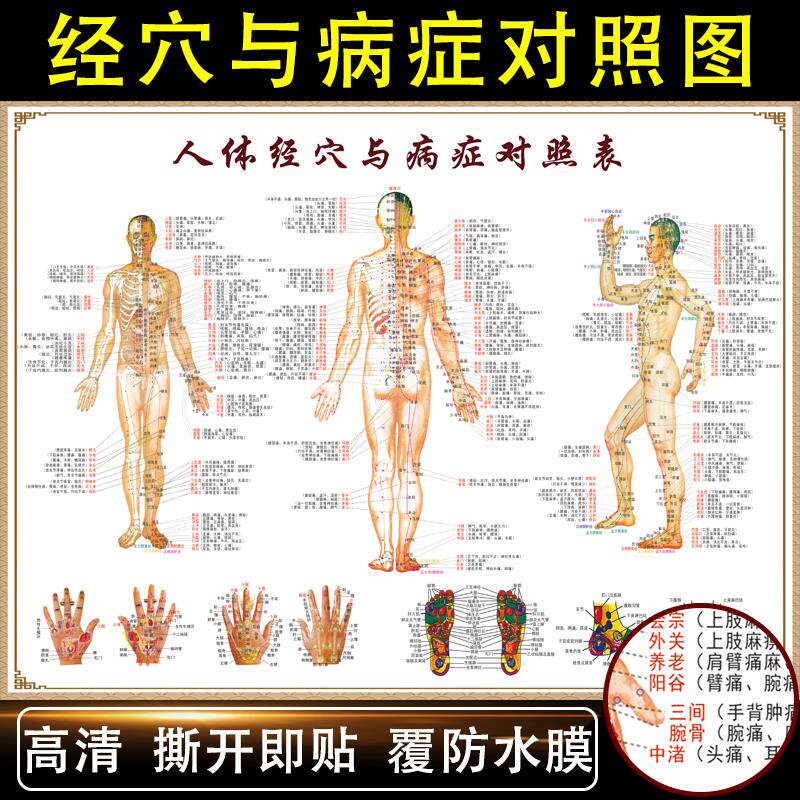 中医养生人体经络穴位图大挂图解全身养生馆针艾灸按摩标准穴位图