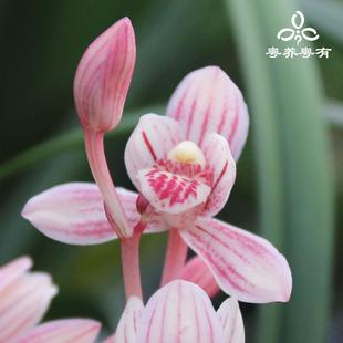 兰花苗东方红荷浓香型翁源名贵品种盆栽花卉室内 建兰君荷系列四季