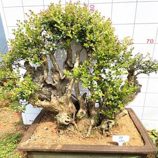 常青植物山采老桩办公室桌面阳台花卉绿植 小叶红芽赤楠盆景四季