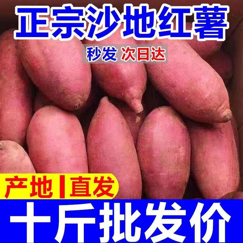 沙地新板栗红薯10斤现挖现发超甜非西瓜红蜜薯糖心板栗薯新鲜地瓜
