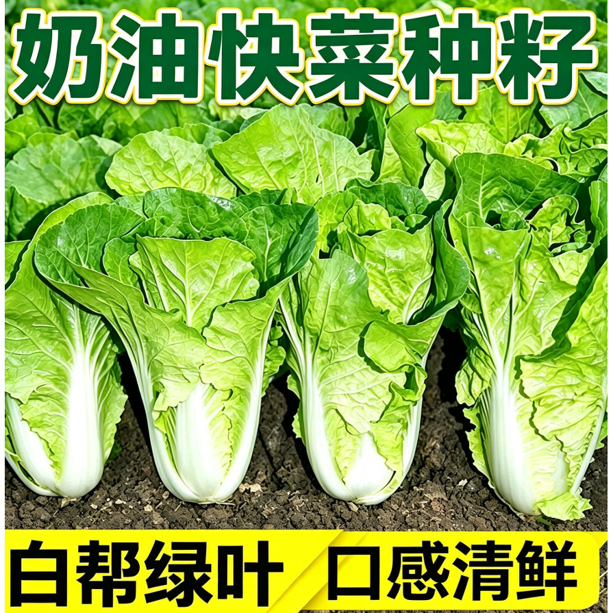 快菜种奶油小白菜籽四季播快菜春夏秋冬季种青蔬菜种孑阳台