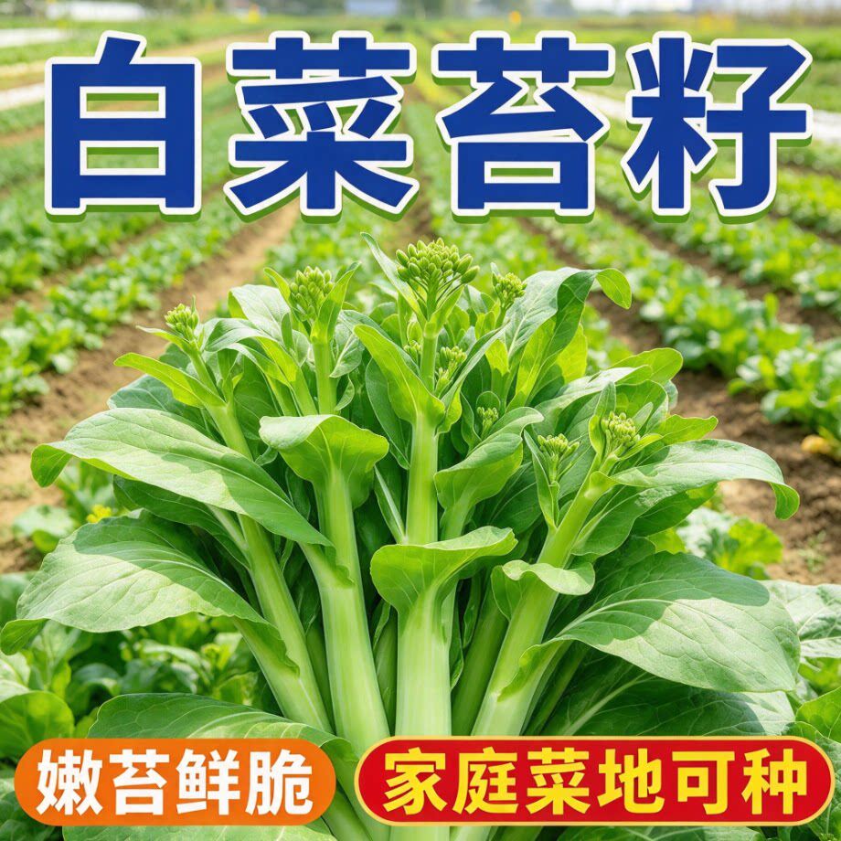 白菜苔种籽甜脆多芽早熟白菜心蔬菜种籽耐寒阳台庭院菜苔种籽孑苗
