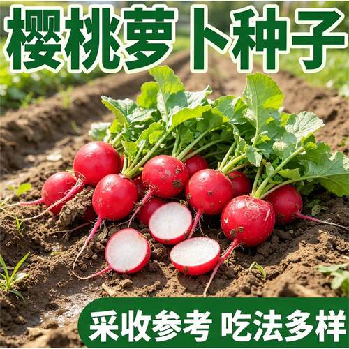 樱桃萝卜种子大全水果春