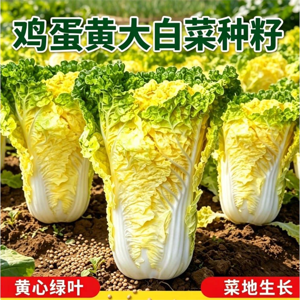 鸡蛋黄大白菜种籽黄心包图片