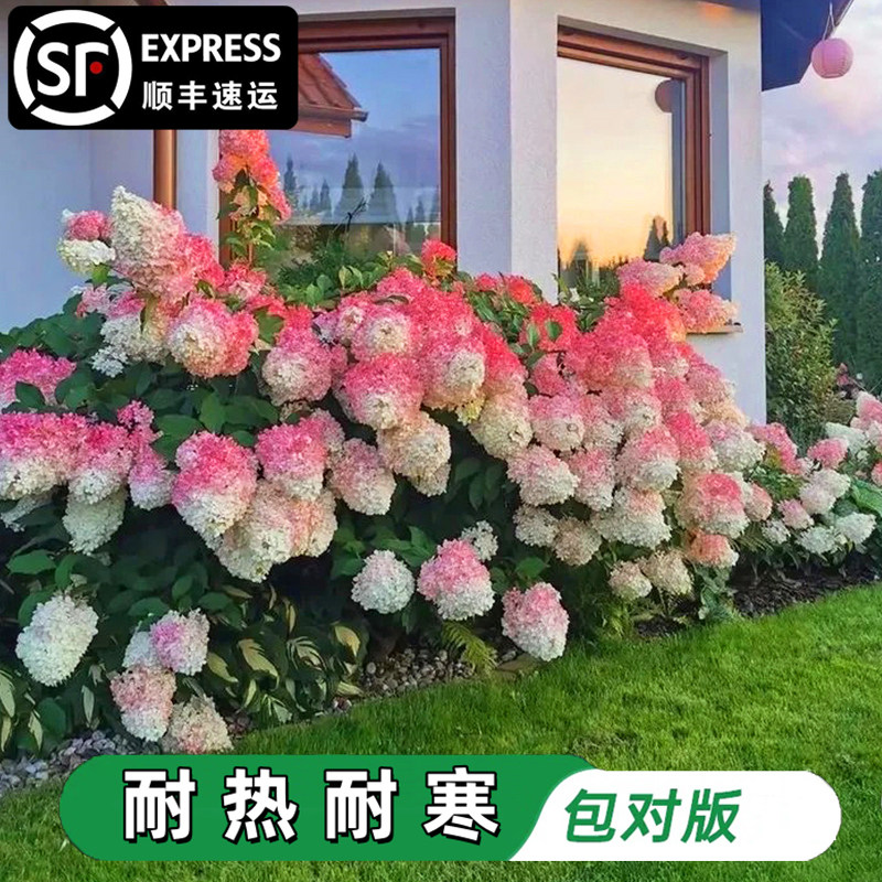 香草草莓圆锥绣球花苗石灰灯绣球花耐寒耐晒花卉夏日美人盆栽植物,鲜花速递/花卉仿真/绿植园艺,绣球/木绣球/木本植物,淘宝优惠券,粉丝福利购,淘宝优惠卷