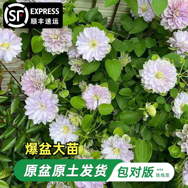 琉璃铁线莲大苗爬藤植物单瓣大花四季无刺攀爬庭院耐寒爬墙花盆栽