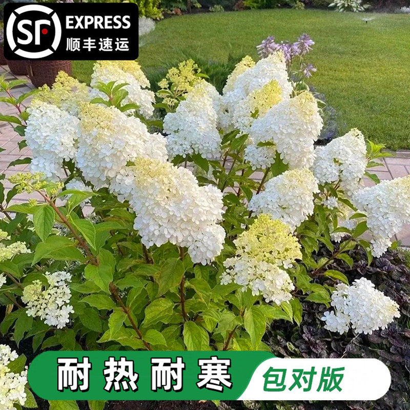 香草草莓圆锥绣球花苗石灰灯绣球花耐寒耐晒花卉夏日美人盆栽植物