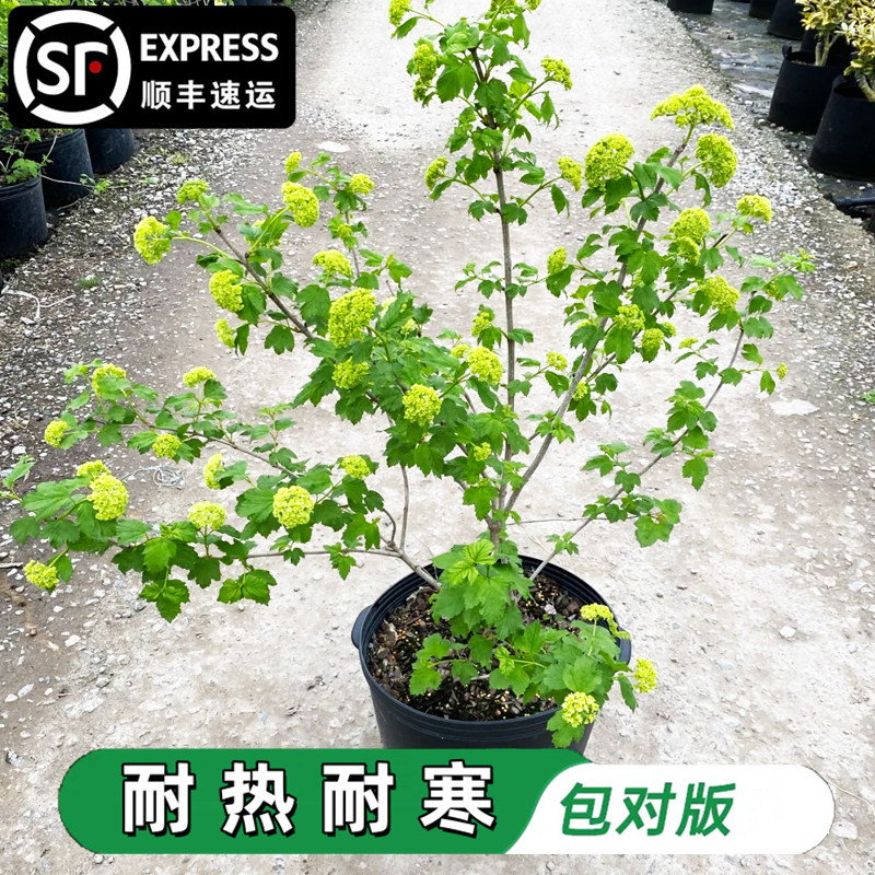 欧洲木绣球玫瑰花苗圆锥绣球花白色别墅庭院地栽耐寒耐热盆栽大苗