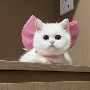 汤姆的梦中情猫玛丽猫蝴蝶结造型围脖围巾猫咪大蝴蝶结美女猫装饰