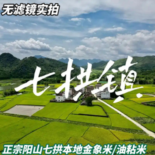 清远阳山七拱大米象牙米新鲜象牙丝苗香米新软糯煮饭煮粥炒饭晚稻