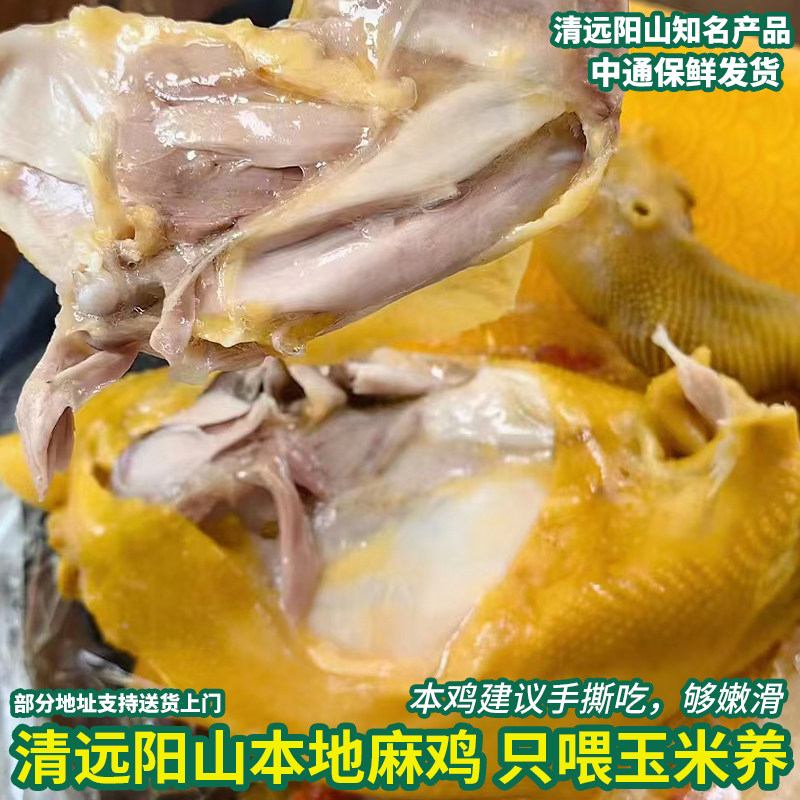 正宗清远阳山五指毛桃鸡 走地麻鸡预制菜盐焗鸡腿手撕鸡2斤装即食图片