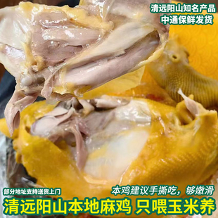 正宗清远阳山五指毛桃鸡 走地麻鸡预制菜盐焗鸡腿手撕鸡2斤装即食