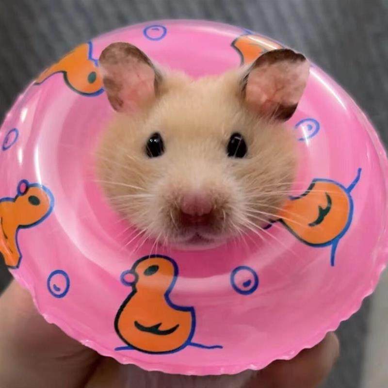 拍摄小宠物用道具乌龟泳圈小鸟玩具鹦鹉游泳圈装饰解闷小仓鼠泳圈,玩具/童车/益智/积木/模型,其它玩具,淘宝优惠券,粉丝福利购,淘宝优惠卷