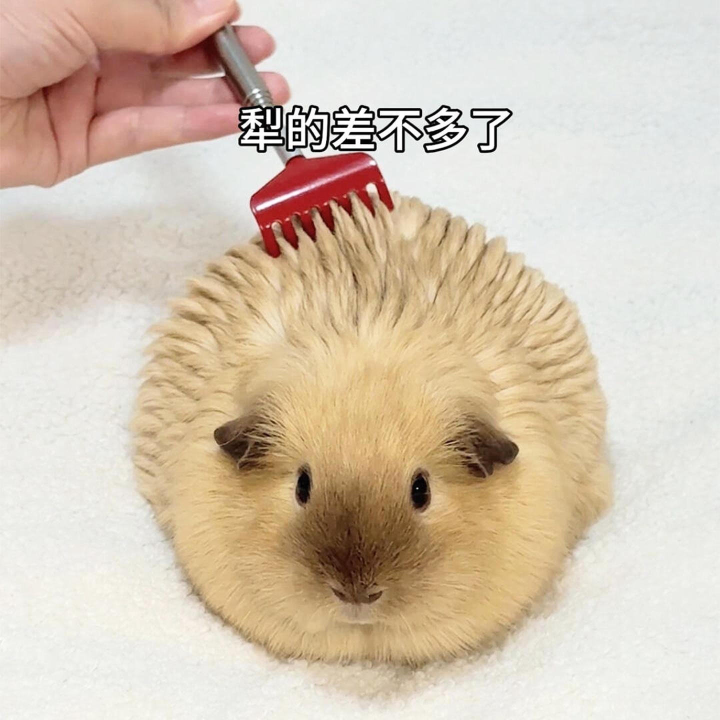 喜欢痒痒挠玩具多功能专用荷兰猪