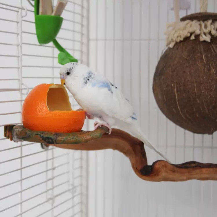 喂食器食盒玄凤创意饮水器仿真