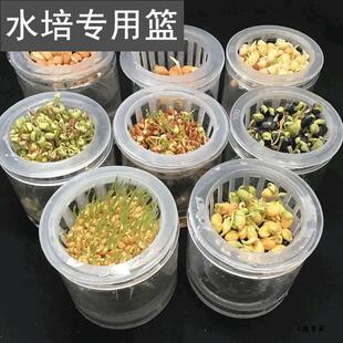 观察水培植物固根器固根半透明无土栽培定植篮生根水培塑料绿植