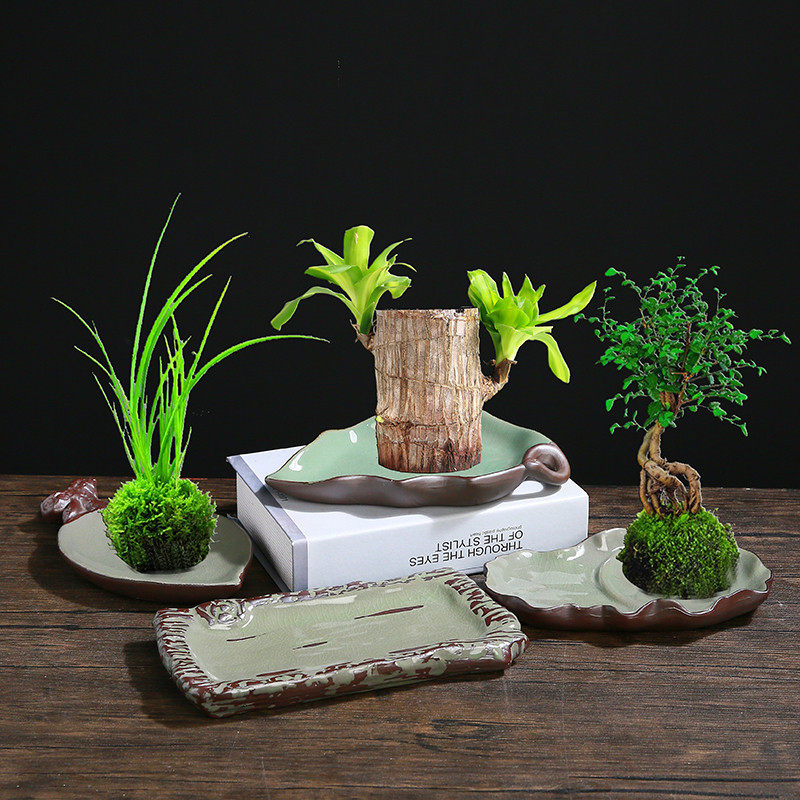 水培植物九里香巴西木专用盆栽创意苔藓球水养苔藓球菖蒲花盆陶瓷,橡塑材料及制品,塑料盒/塑料箱/塑料柜,淘宝优惠券,粉丝福利购,淘宝优惠卷