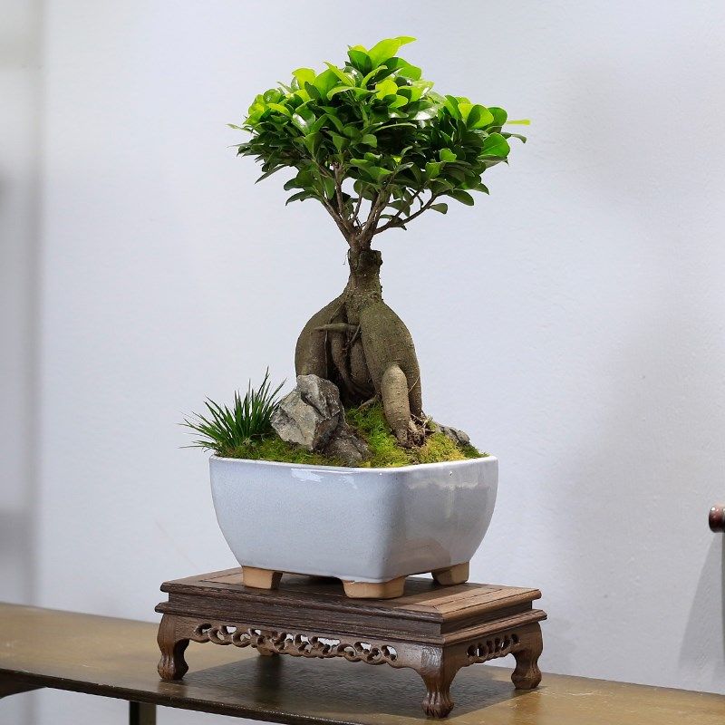 人参榕盆栽小叶榕树桌面绿植室内植物造型树桩盆景好养活四季常青