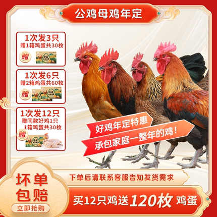 三德子【vip年定鲜鸡】散养跑山鸡公鸡母鸡新鲜宰杀定制发货