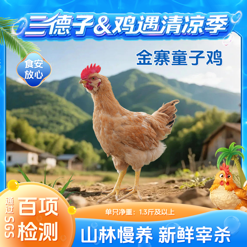 三德子好甄選 金寨童子雞 農(nóng)家散養(yǎng)生態(tài)雞公雞跑山雞新鮮宰殺鮮嫩