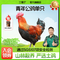 三德子好甄选 青年公鸡单只 散养生态鸡跑山鸡现送调味料
