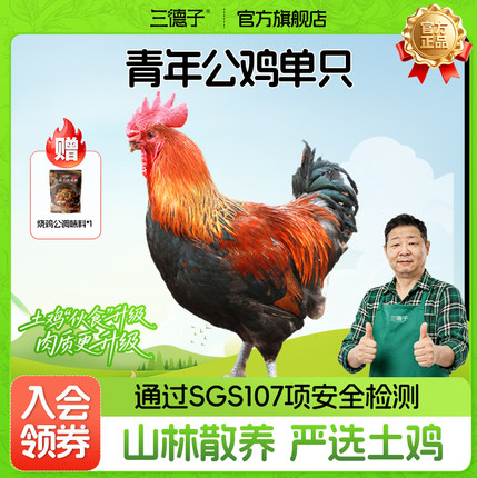三德子好甄选 青年公鸡单只 散养生态鸡跑山鸡现送调味料