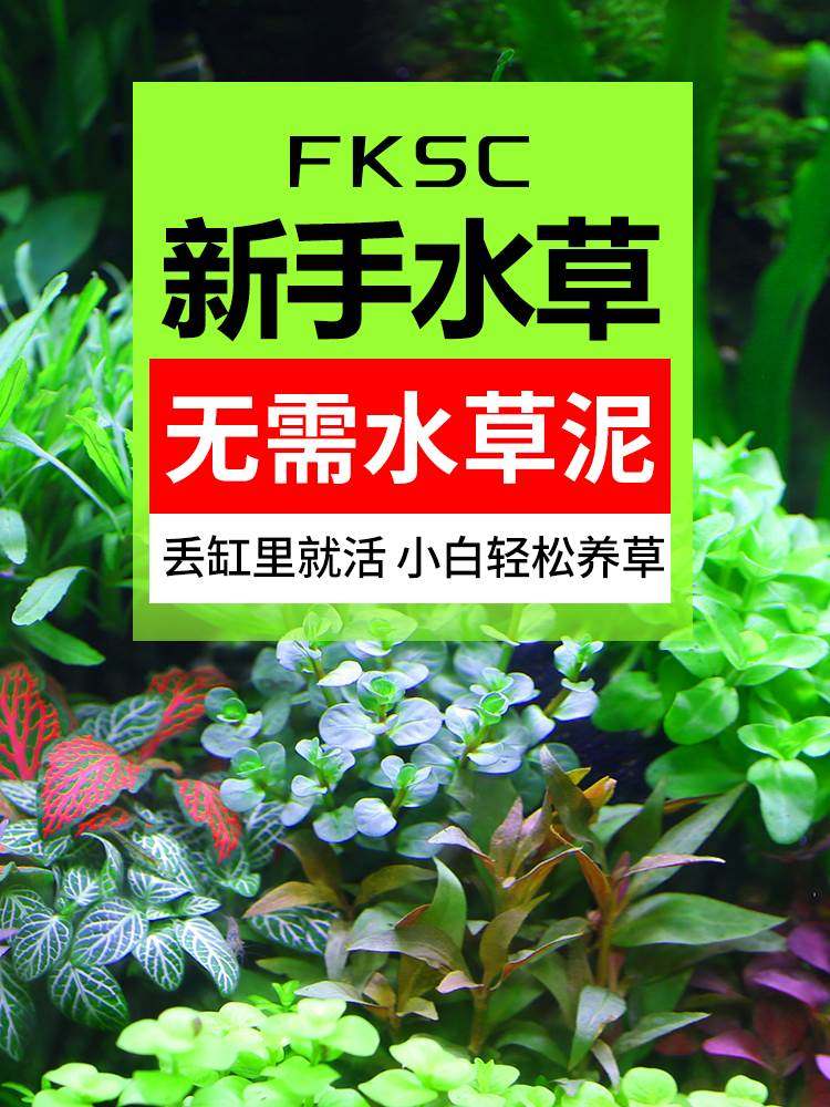 鱼缸水草植物造景套餐真鱼草活体懒人莫斯增氧阴性蜈蚣草沉木水榕