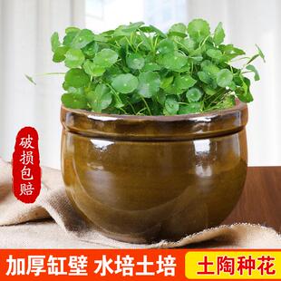 小水缸 铜钱草专用花盆水培碗莲金钱草陶盆陶瓷养鱼缸土陶庭院老式