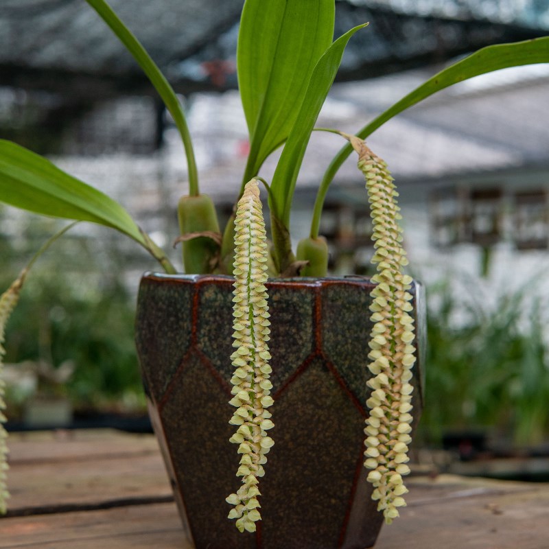 匠人花圃宿苞石仙桃石豆兰花盆栽植物吊兰长花箭附生好养耐干喜阴