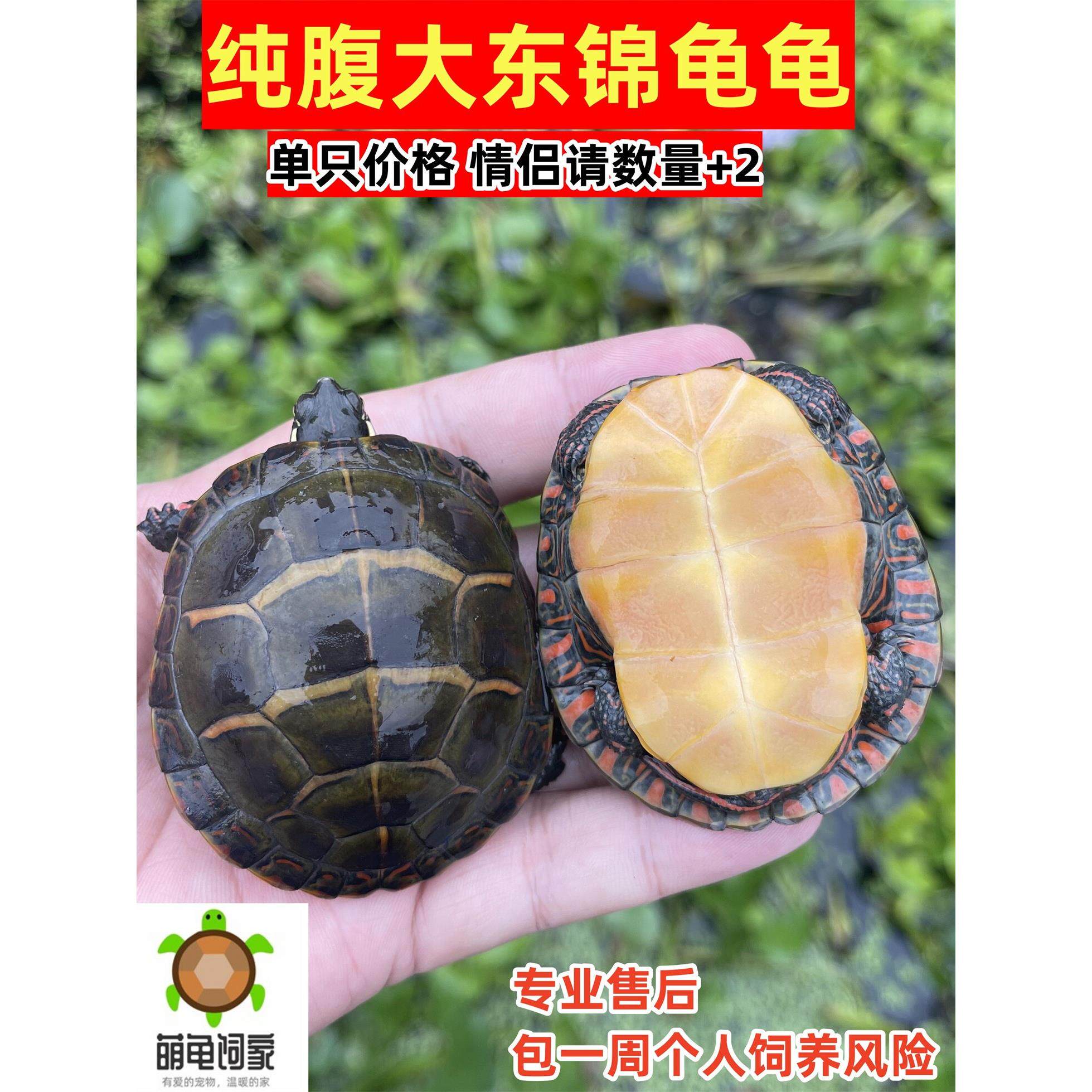 东锦东部锦龟苗深水龟小乌龟西锦南锦龟活体宠物观赏外塘情侣活物