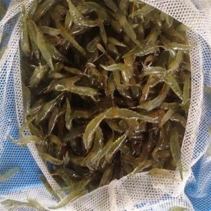 繁殖快的活虾小观赏淡水虾苗除藻清洁虾冷水鱼缸里养的小虾喂龟