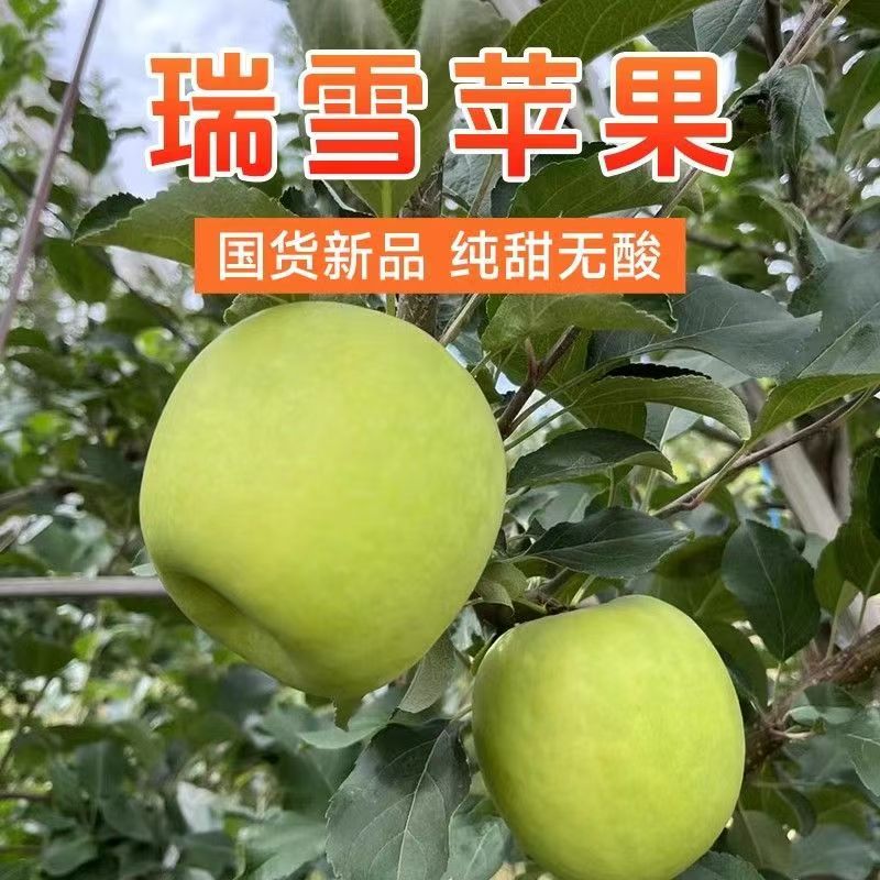 正宗瑞雪青苹果纯甜无酸