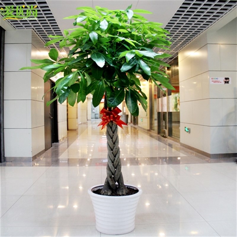 成都植物销售大i辫发财树招财树盆栽办公室客厅商场开业送礼大盆