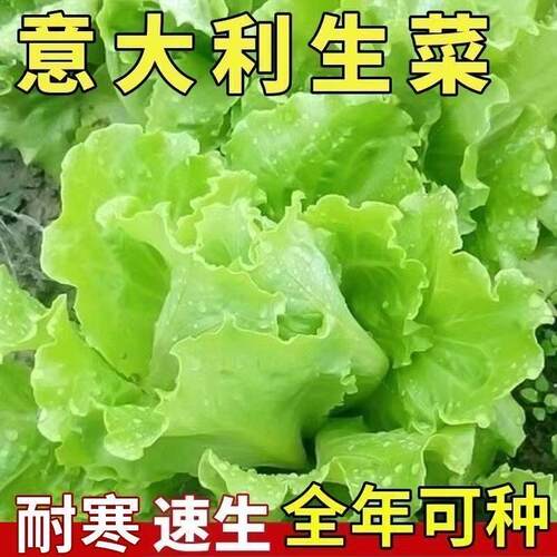 【割完又长】甜脆意大利生菜种子生吃生菜籽农家蔬菜种子大全