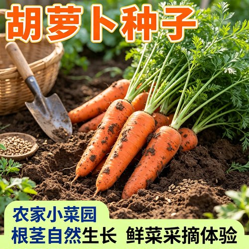 胡萝卜夏秋季耐热寒水果蔬菜萝卜生吃脆甜四季田园红萝卜种子