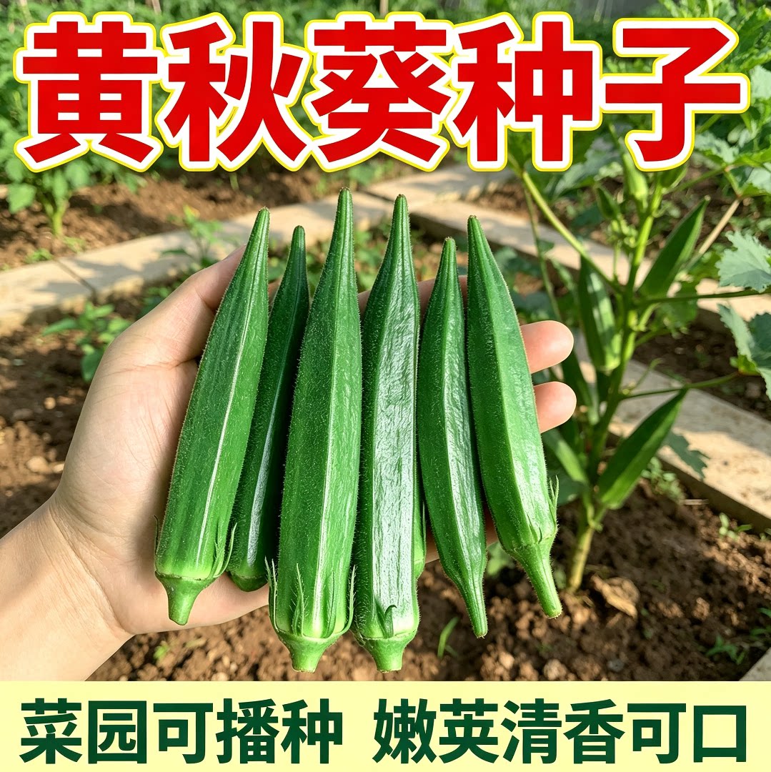 水果秋葵不易老黄秋葵可生吃的奶油秋葵农家种植新鲜时令蔬菜包邮