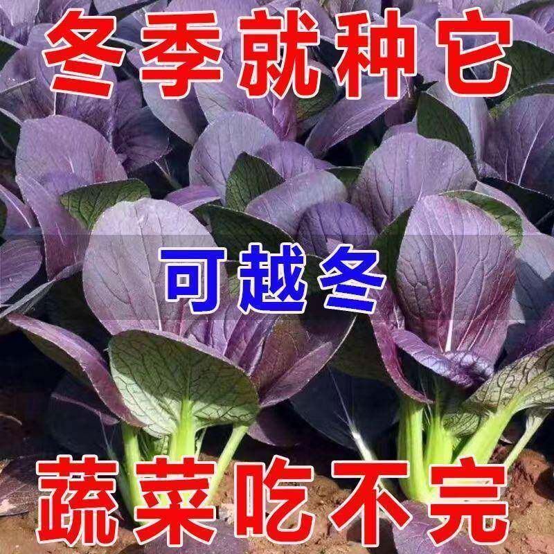 紫罗兰油菜种子紫色上海青小青菜种籽秋冬季阳台田园耐寒蔬菜种子