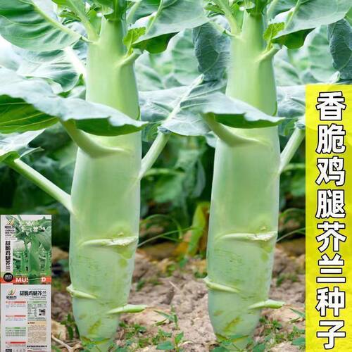 芥兰种籽菜新鲜鸡腿大芥兰种籽潮汕永新芥兰当季