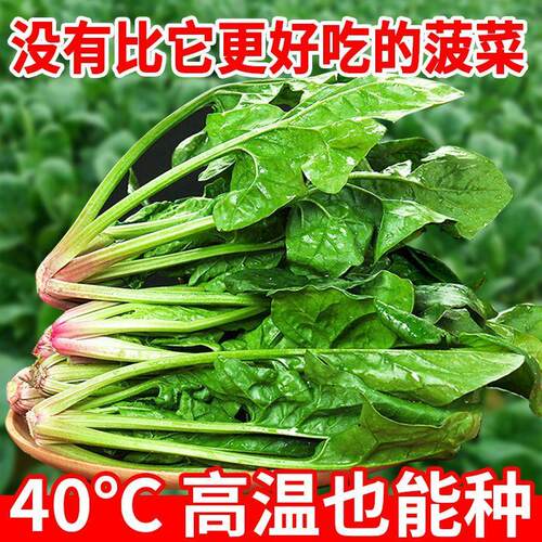 超耐热夏播菠菜种子种籽高产春籽种夏季秋季四季蔬菜孑波菜夏子