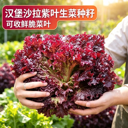正品紫叶生菜种子四季紫色沙拉菜种子四季种植耐寒热庭院蔬菜种子