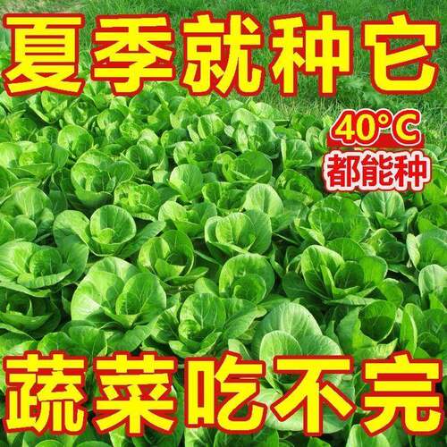上海青小油菜小白菜新鲜蔬菜青菜小白菜四季耐寒耐热盆栽蔬菜