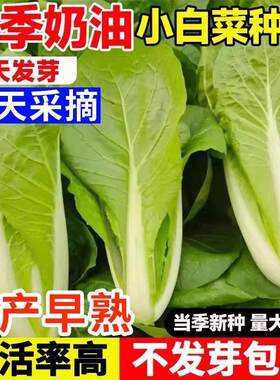 早熟奶油快菜种子小白籽