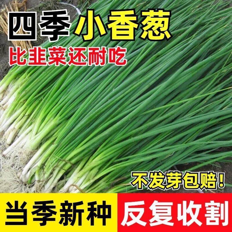 【10天吃小葱！】四季本地小香葱种子正宗老品种香葱籽种盆栽阳台