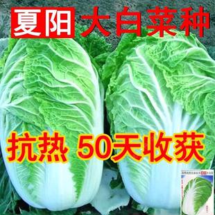 早熟夏阳白菜种子抗热白菜种子夏季大白菜耐高温耐热农家蔬菜种孑