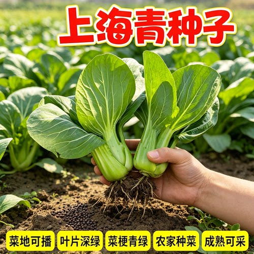 上海青小油菜小白菜青菜小白菜四季盆栽蔬菜种子