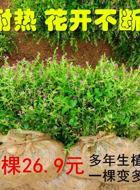 满天星花苗盆栽花卉四季室内绿植室外金叶满天星庭院工程苗星星花